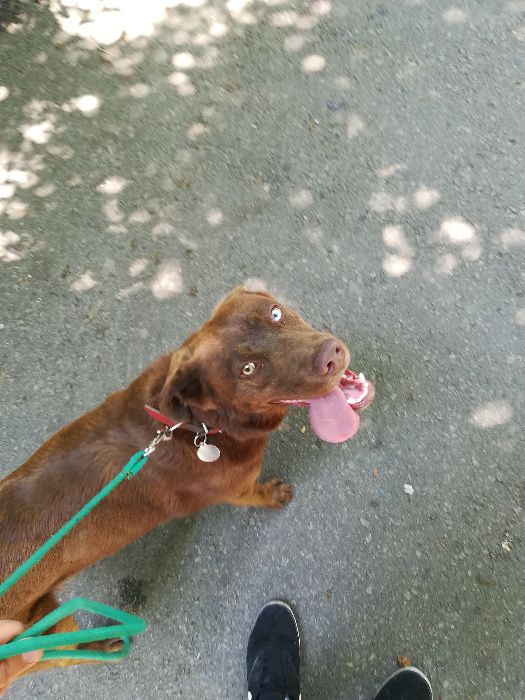 Servicii de dresaj canin