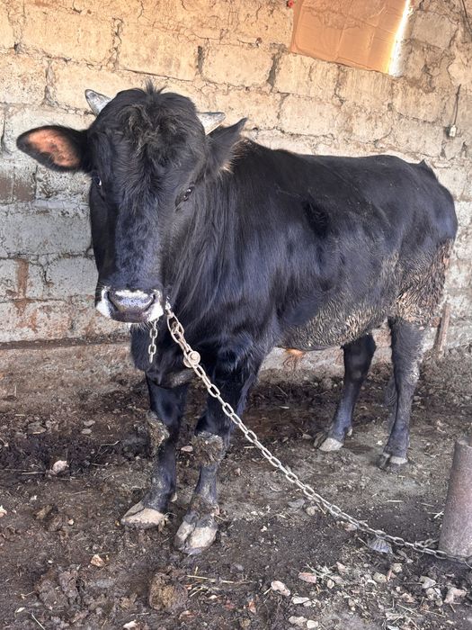 Yosh buqacha sotiladi 30mln