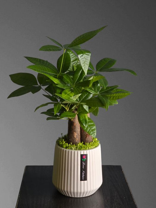 Пахира Бонсай Цветы Орхидея Орхидеи