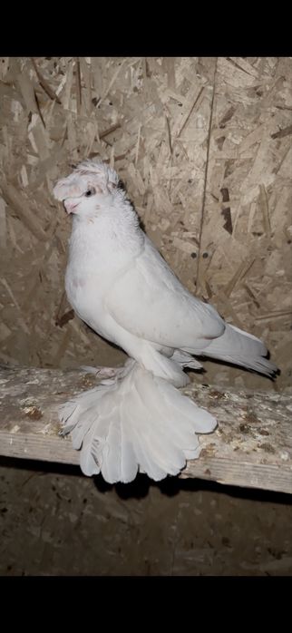 Гулбадам самец 2025 молодой