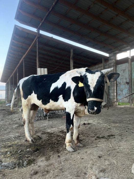 Бұқа сатылады сроч