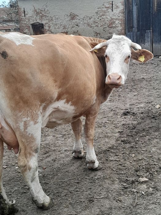 Vând vaca cu vițel belgian