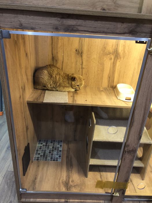 Отдам в хорошие руки 4 кошки