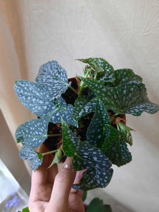 Бегония Макулата Olei Silver Spot