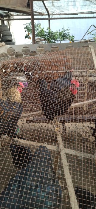 Qora shaxzoda xorozlar sotiladi