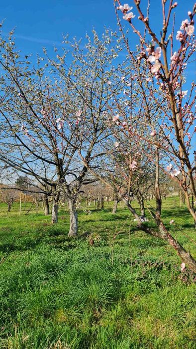 Продава се Парцел в Велико Търново, Бузлуджа - 1290 кв.м за 28 €/кв.м - Снимка #4