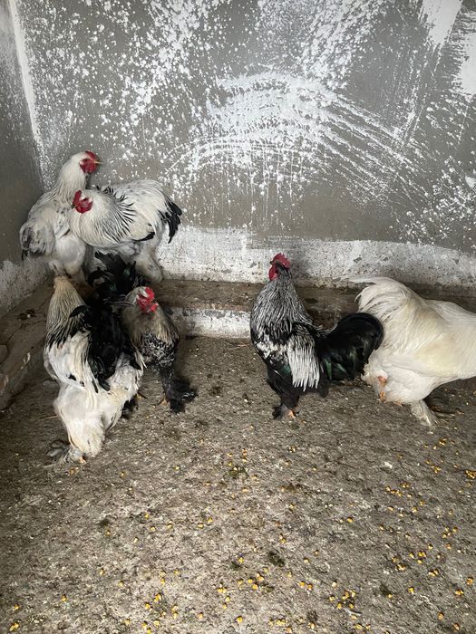 Cocoși brahma de vanzare