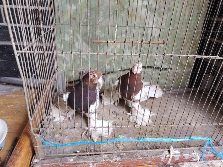 Kaptar Голубь Каптар