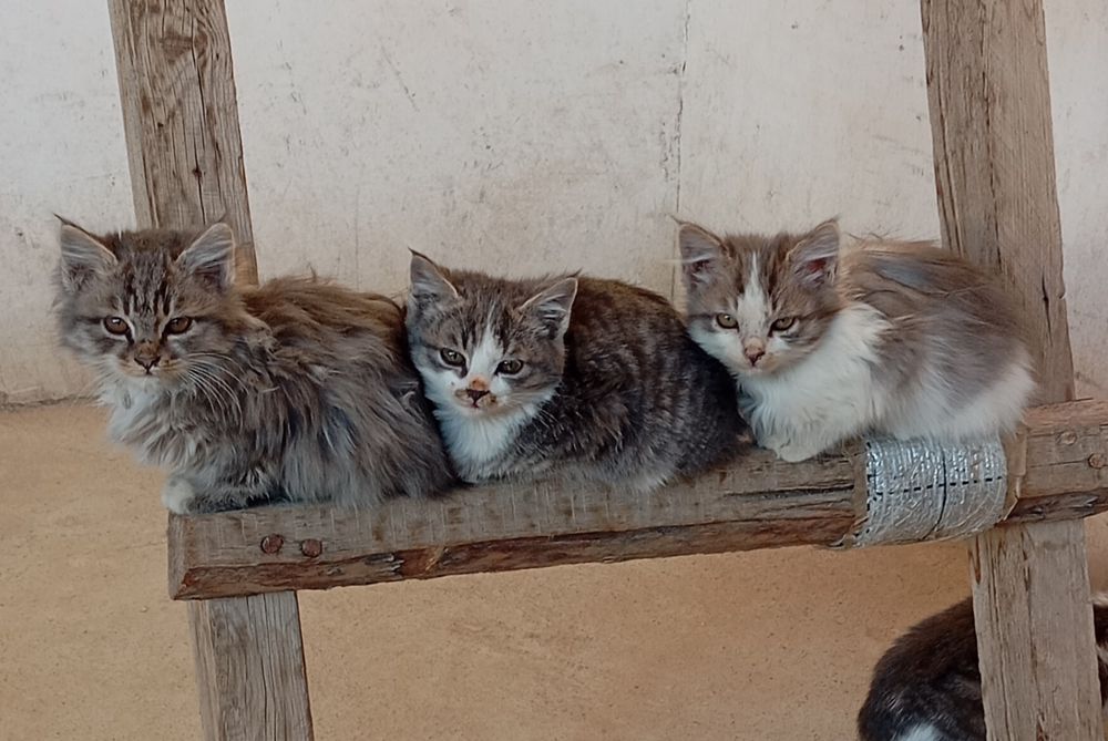 Мушук болачалари текинга.