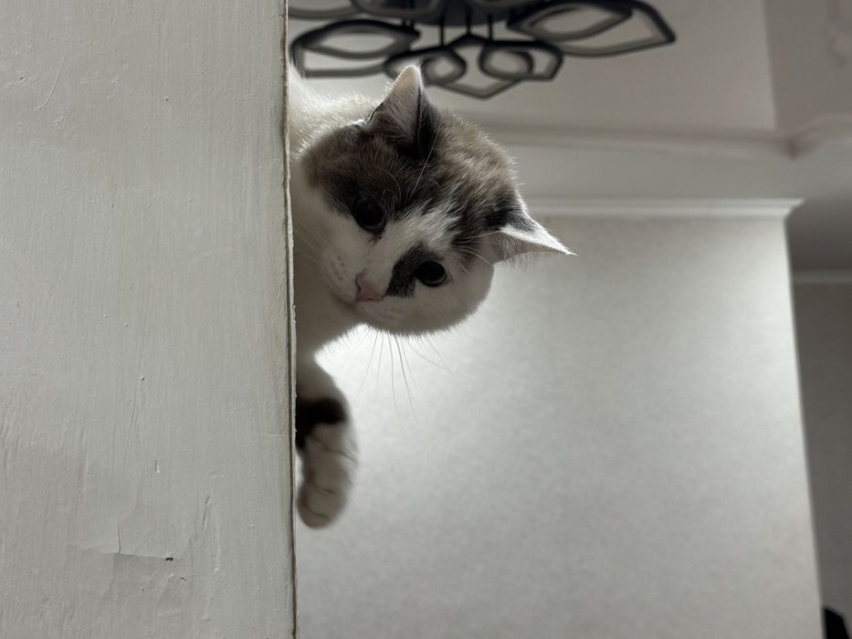 Отдам кота в хорошие руки