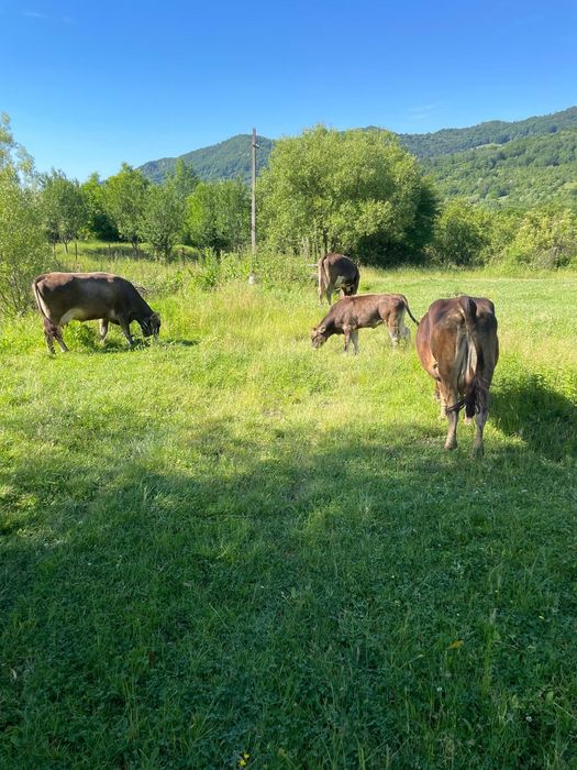 Vând vaca cu vitel