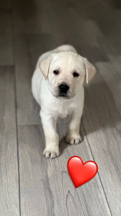 Лабрадор ретривер