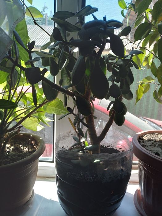 Продаю посуду не дорого