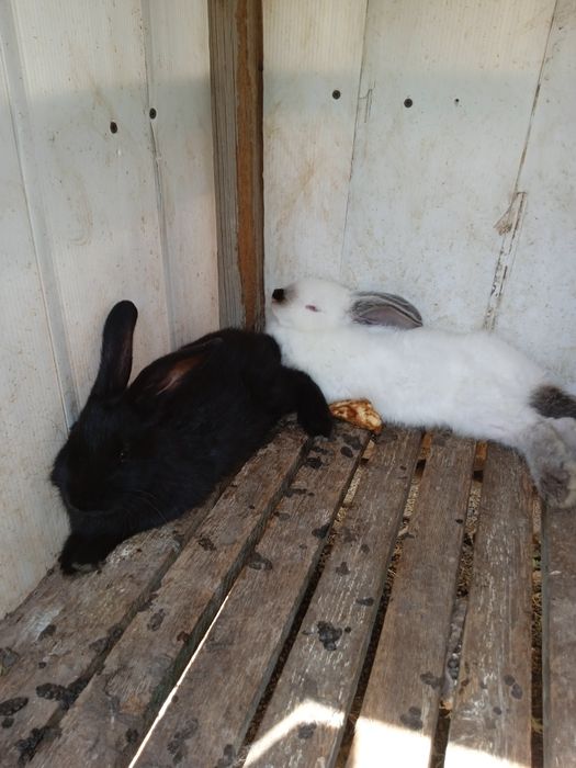 Продаются крольчата