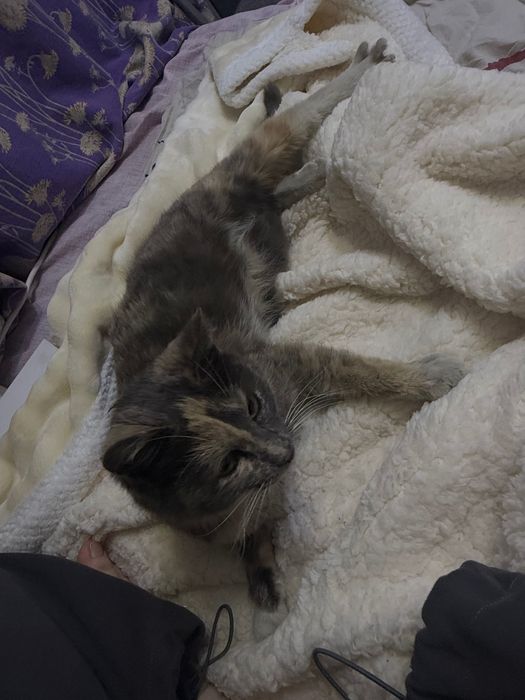 Отдаем кошку в хорошие руки