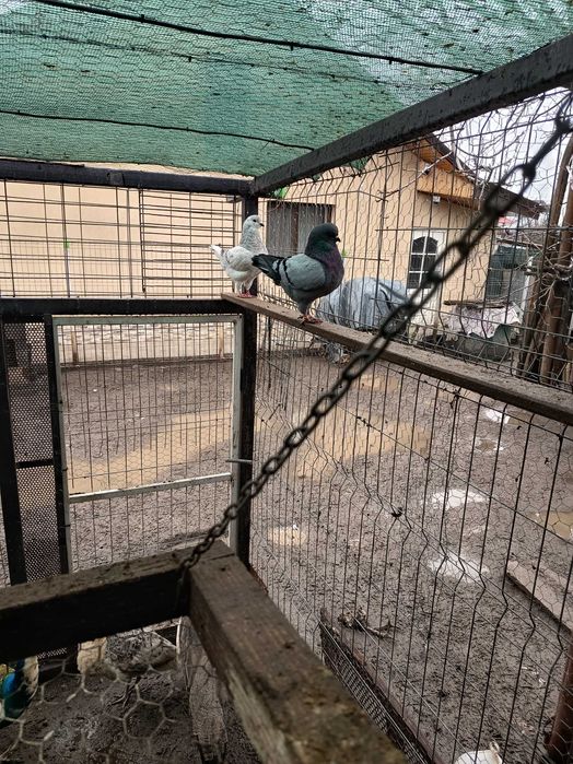 Vând kingi 1 pereche maturi și 2 perechi pui 2025