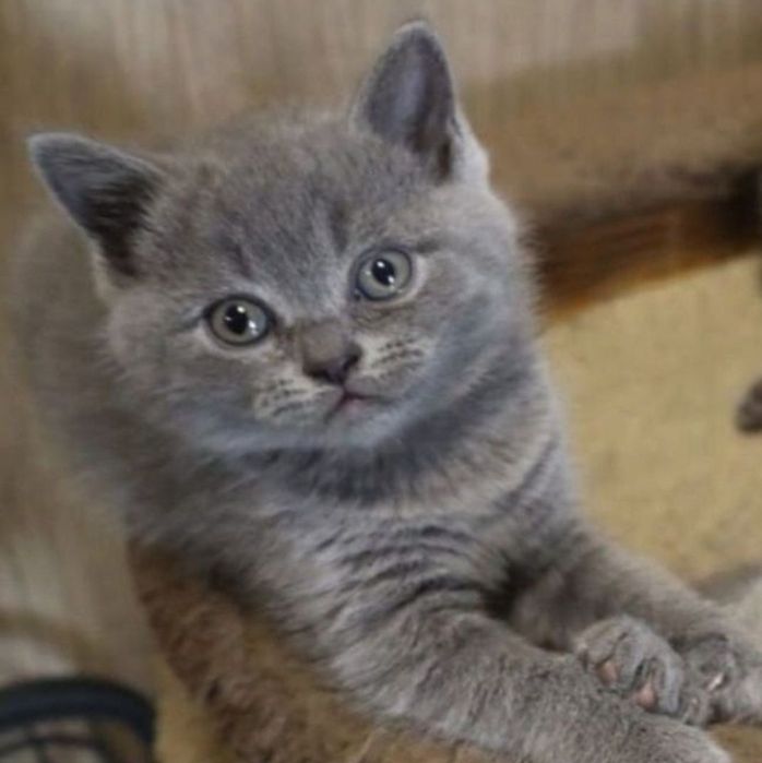Котята девочки 1.5 мес в голубых шубках