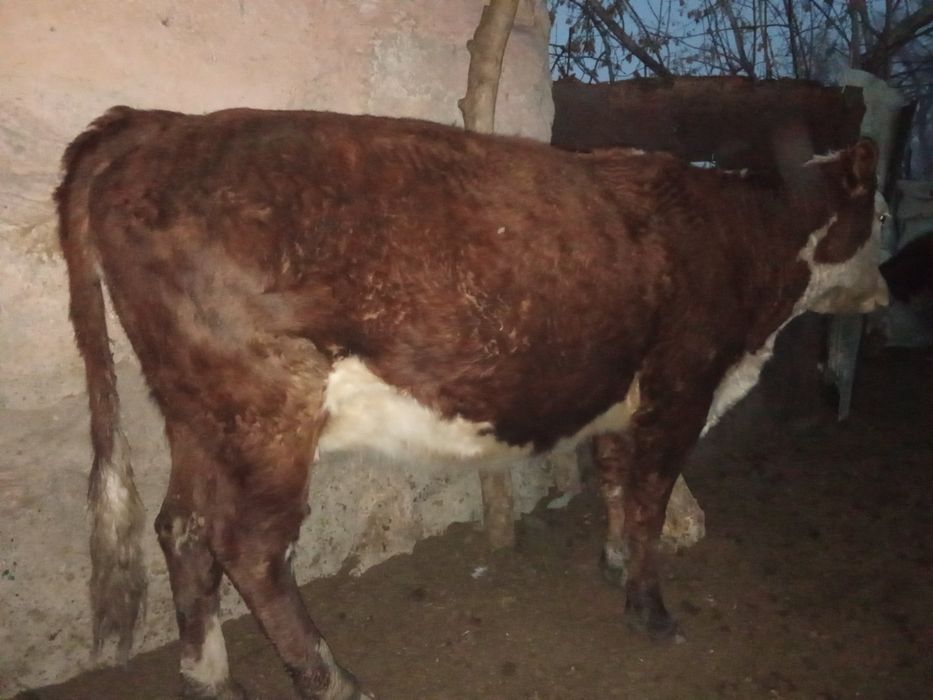 Продам корову стелную скоро рожать