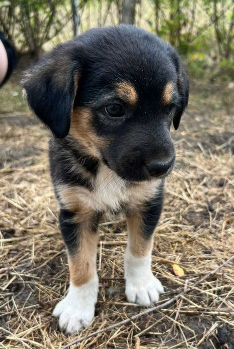*** - CĂȚELUȘI PENTRU ADOPȚIE!  - *** Vacinati si deparazitați