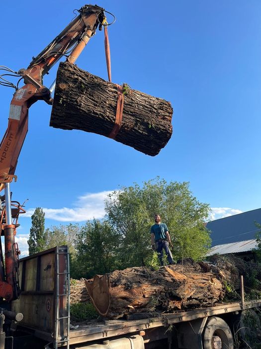 Спил вывоз выкарчёвка деревьев