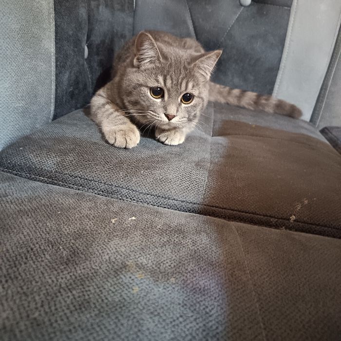 Scottish strayt mushuk