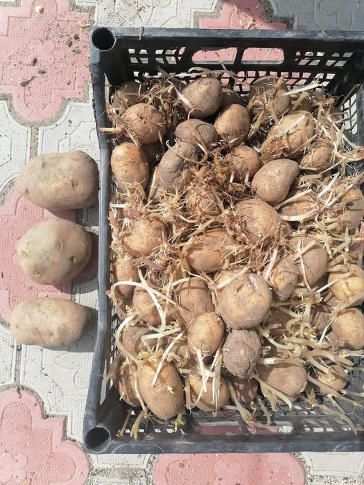 Продам картофель семенной