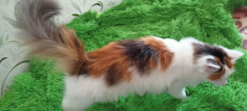 Красотка Лилу ищет себе хозяина