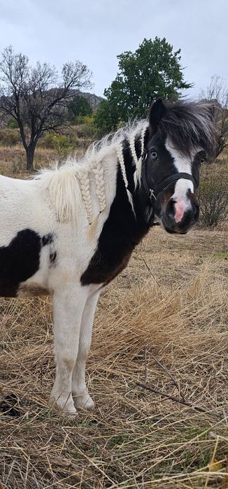 Карета каляска каруца файтон маратон кон кобила пони