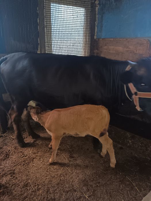 Vaca și Taure de vânzare un an jumate și un an și patru luni