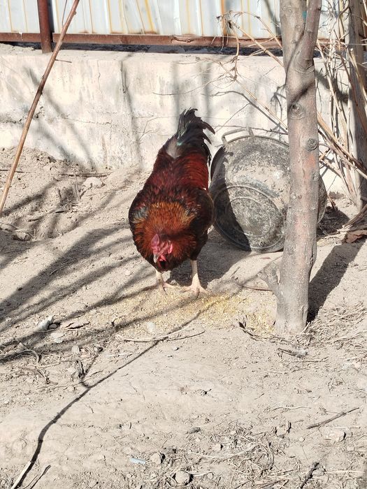 Петух порода Виандот
