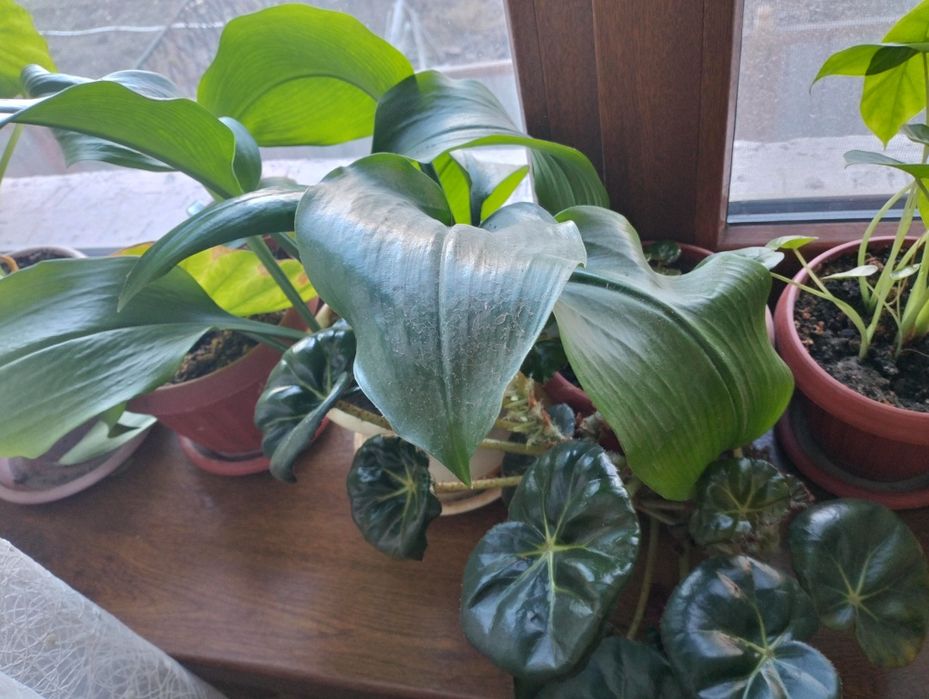 Домашние цветы. Разные