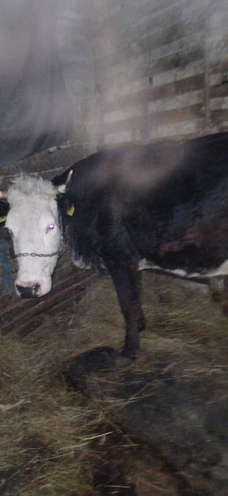 Vând vaca baltata românească