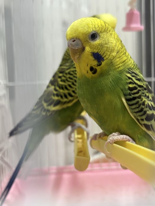попугаи мальчик девочка 1,5года