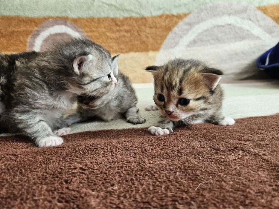 Шатланские котята