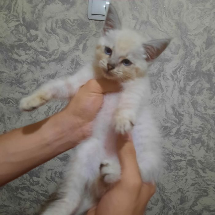 Котенок        .