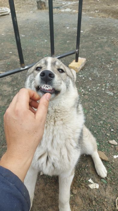 Сибирское Лайка 100%