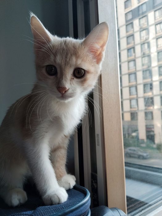 Котята отдам бесплатно