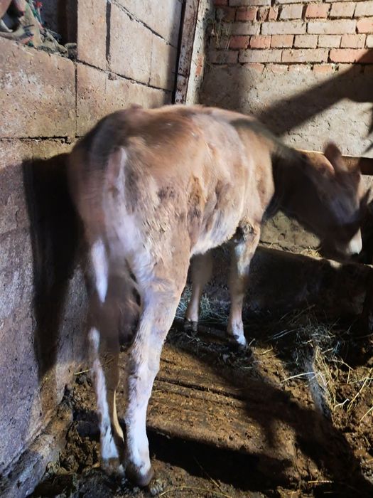 Продавам женско теле на 3месеца