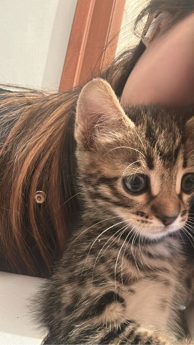 Котёнок бенгалка