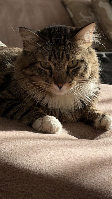 Отдам кота в добрые руки