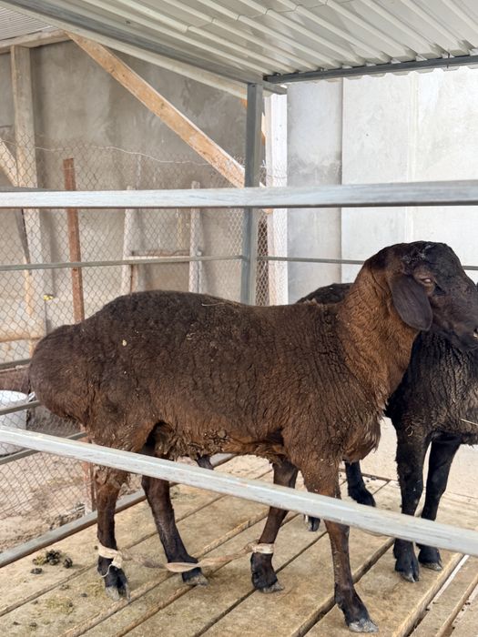 Қошқар сатылады арзан бағада