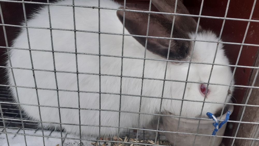 Продам живых кроликов