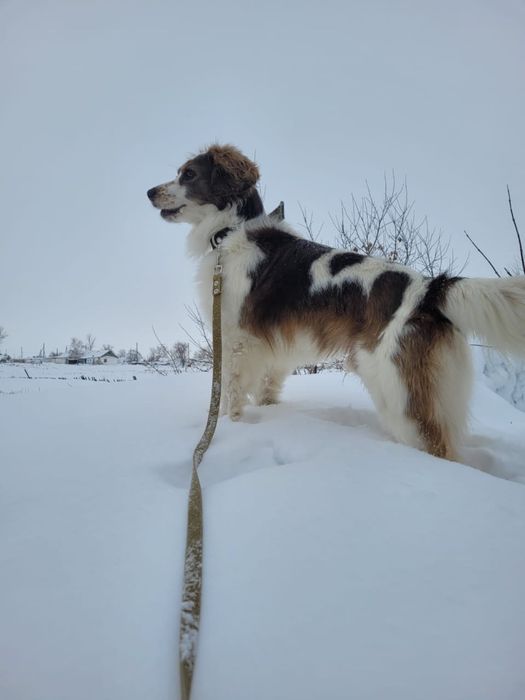 Пропала собака в районе кудайбердиулы