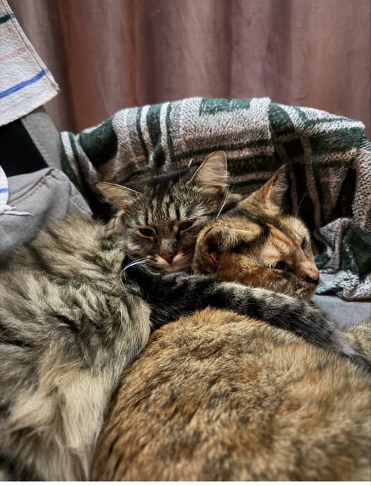 Отдам кошек бесплатно