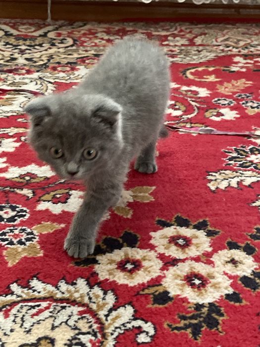 Британская кошка