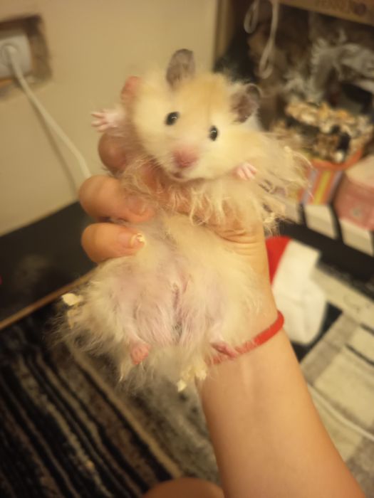 Hamster Sirian Mascul