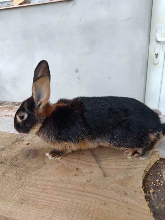 Iepuri Rex Loh german