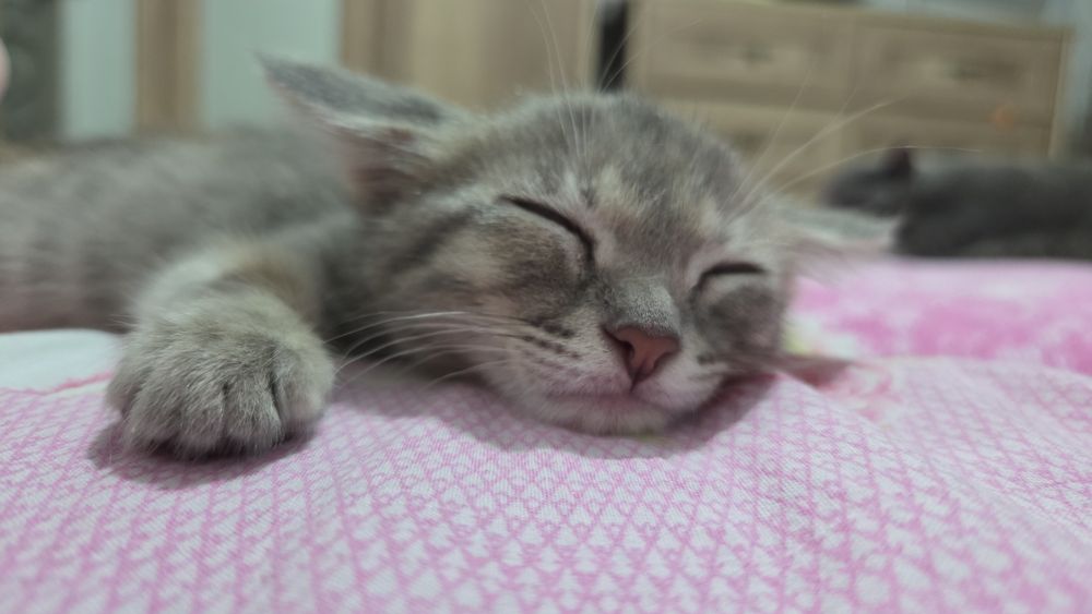 Отдам в добрые руки котенок девочка