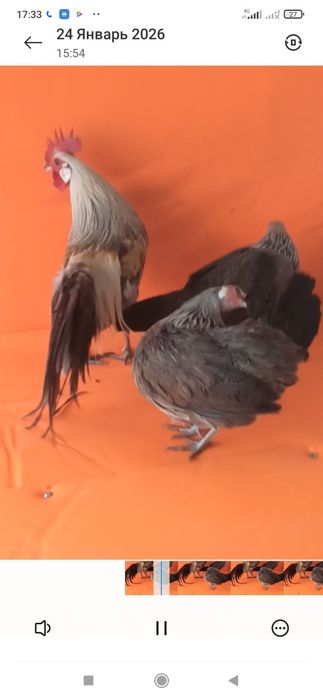 Дакан япон тухумлар бор