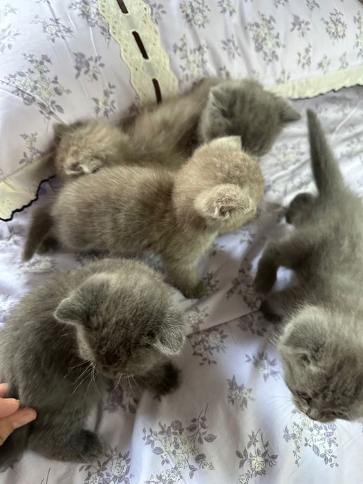Toza zotli mushuklar
